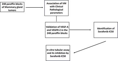 Investigation of the Prognostic Significance of Vasculogenic Mimicry and Its Inhibition by Sorafenib in Canine Mammary Gland Tumors